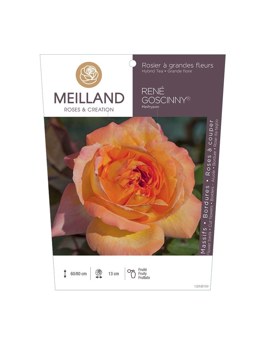 Rosier à grandes fleurs RENE GOSCINNY ® Meifrypon