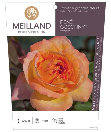 Rosier à grandes fleurs RENE GOSCINNY ® Meifrypon