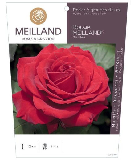 Rosier à grandes fleurs ROUGE MEILLAND ® Meimalyna