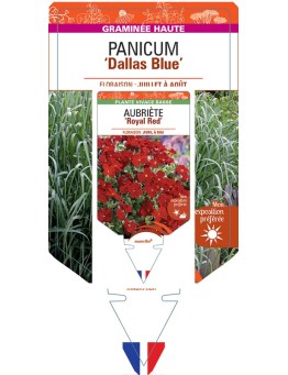 PANICUM (virgatum) Dallas Blue