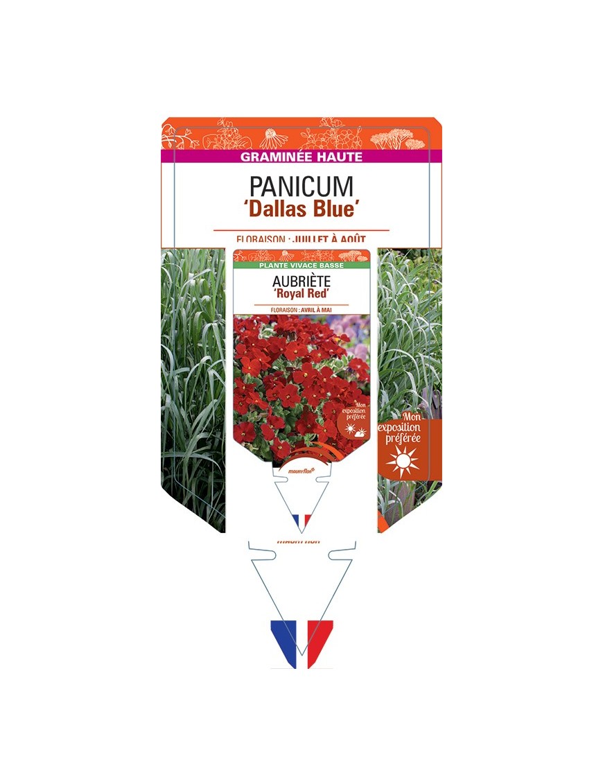 PANICUM (virgatum) Dallas Blue