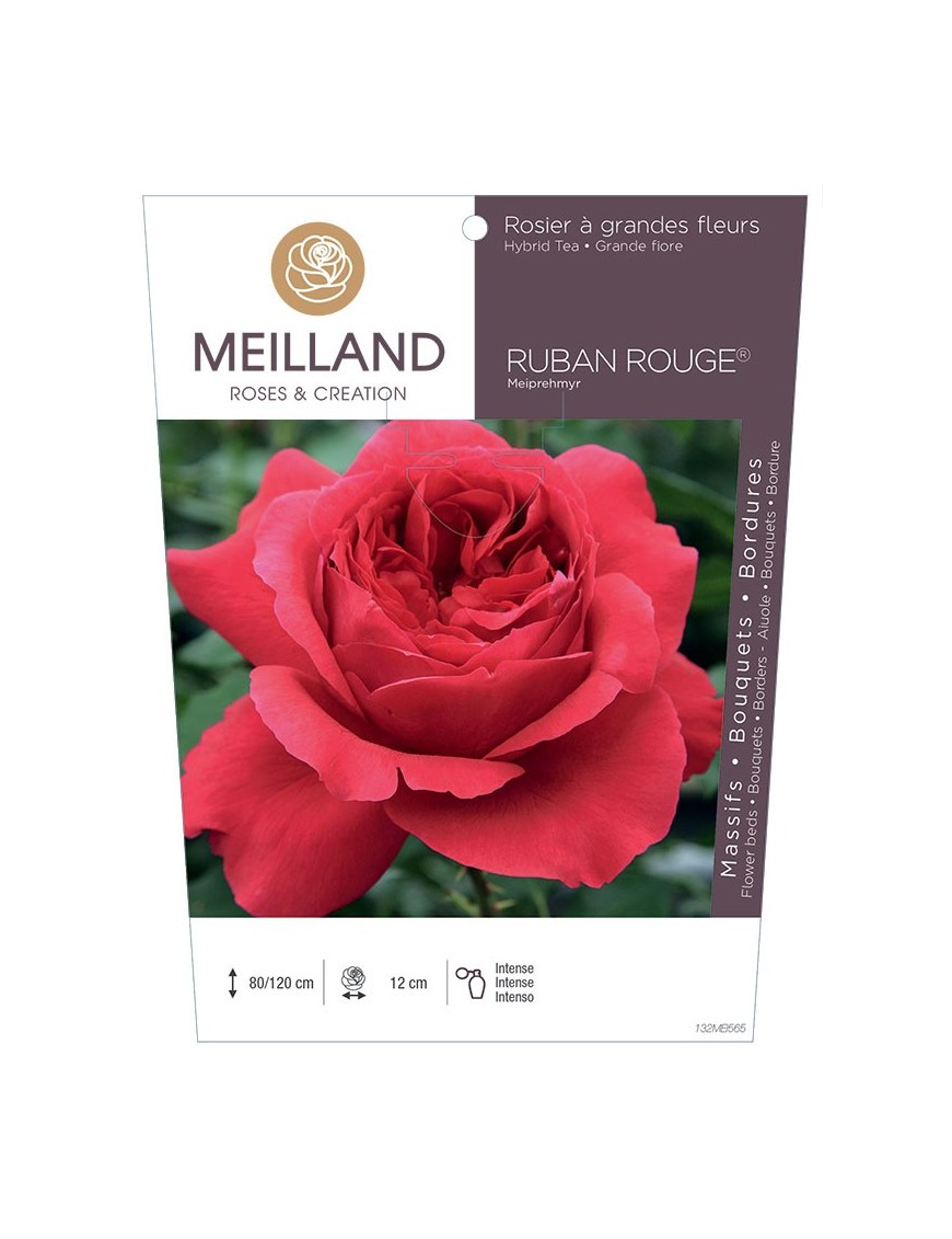 Rosier à grandes fleurs RUBAN ROUGE ® Meiprehmyr