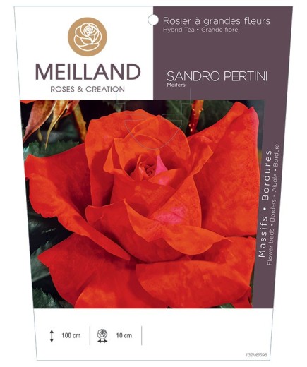 Rosier à grandes fleurs SANDRO PERTINI Meifersi