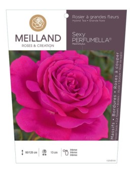 Rosier à grandes fleurs SEXY PERFUMELLA ® Meimirtylus