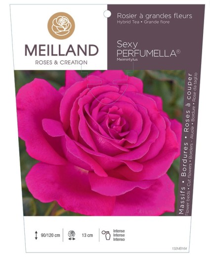 Rosier à grandes fleurs SEXY PERFUMELLA ® Meimirtylus