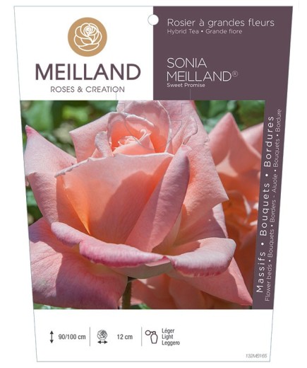 Rosier à grandes fleurs SONIA MEILLAND ® Sweet Promise *