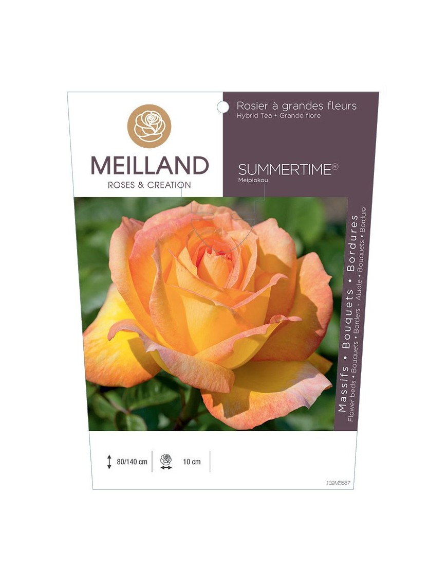 Rosier à grandes fleurs SUMMERTIME® Meipiokou