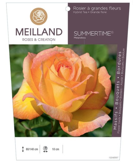 Rosier à grandes fleurs SUMMERTIME® Meipiokou