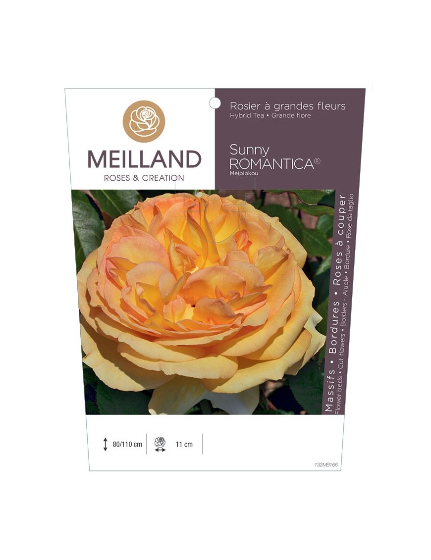 Rosier à grandes fleurs SUNNY ROMANTICA ® Meipiokou