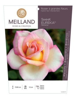 Rosier à grandes fleurs SWEET EUREKA ® Meihozihas