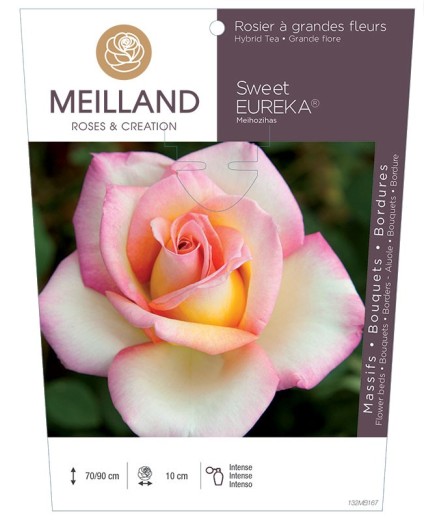 Rosier à grandes fleurs SWEET EUREKA ® Meihozihas