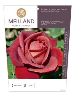 Rosier à grandes fleurs TERRACOTTA ® Simchoca