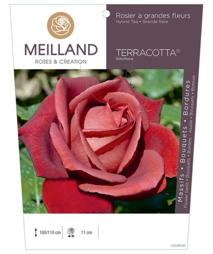 Rosier à grandes fleurs TERRACOTTA ® Simchoca