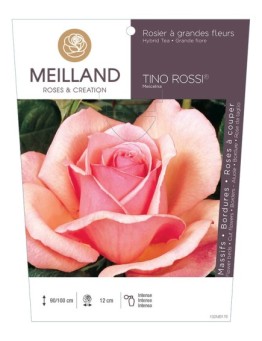 Rosier à grandes fleurs TINO ROSSI ® Meicelna *