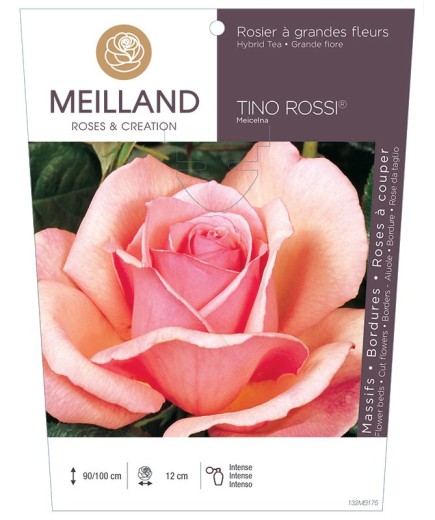 Rosier à grandes fleurs TINO ROSSI ® Meicelna *