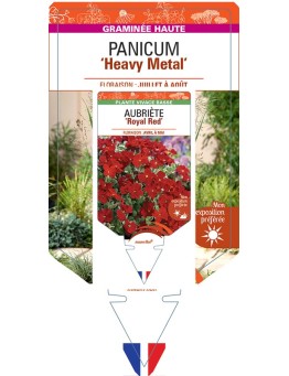 PANICUM (virgatum) Heavy Metal