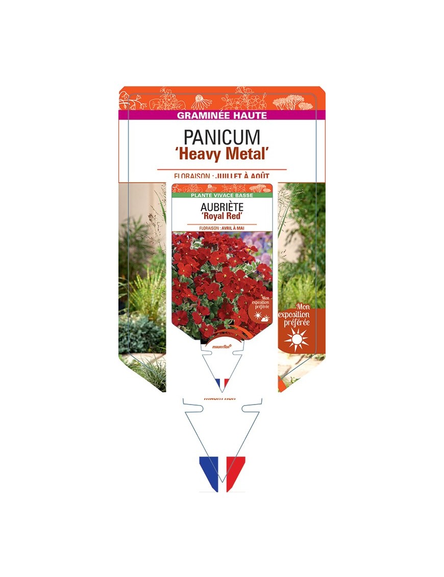 PANICUM (virgatum) Heavy Metal