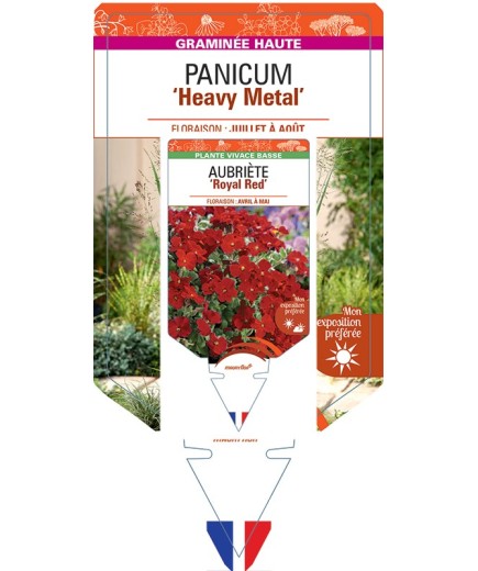 PANICUM (virgatum) Heavy Metal