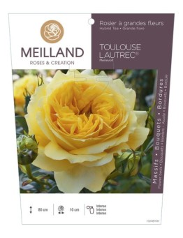 Rosier à grandes fleurs TOULOUSE LAUTREC ® Meirevolt