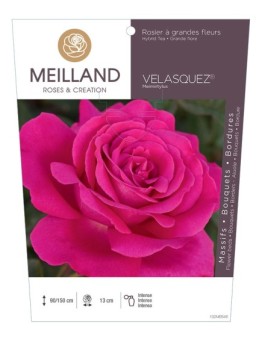 Rosier à grandes fleurs VELASQUEZ ® Meimirtylus