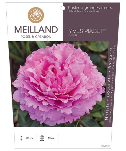 Rosier à grandes fleurs YVES PIAGET ® Meivildo