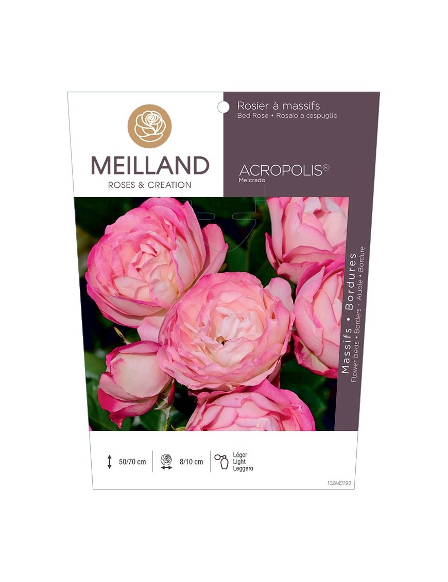 Rosier à massifs ACROPOLIS ® Meicrado