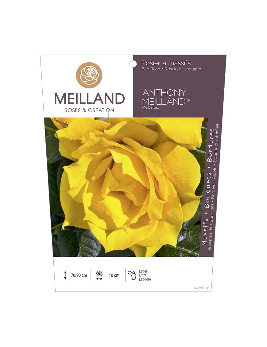 Rosier à massifs ANTHONY MEILLAND ® Meibaltaz