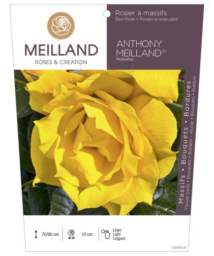 Rosier à massifs ANTHONY MEILLAND ® Meibaltaz