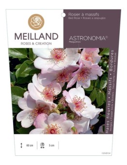 Rosier à massifs ASTRONOMIA ® Meiguimov