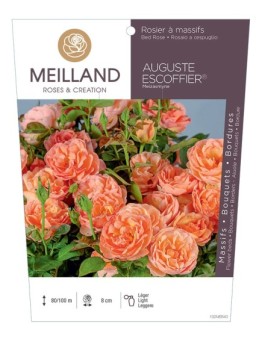 Rosier à massifs AUGUSTE ESCOFFIER ® Meizasmyne