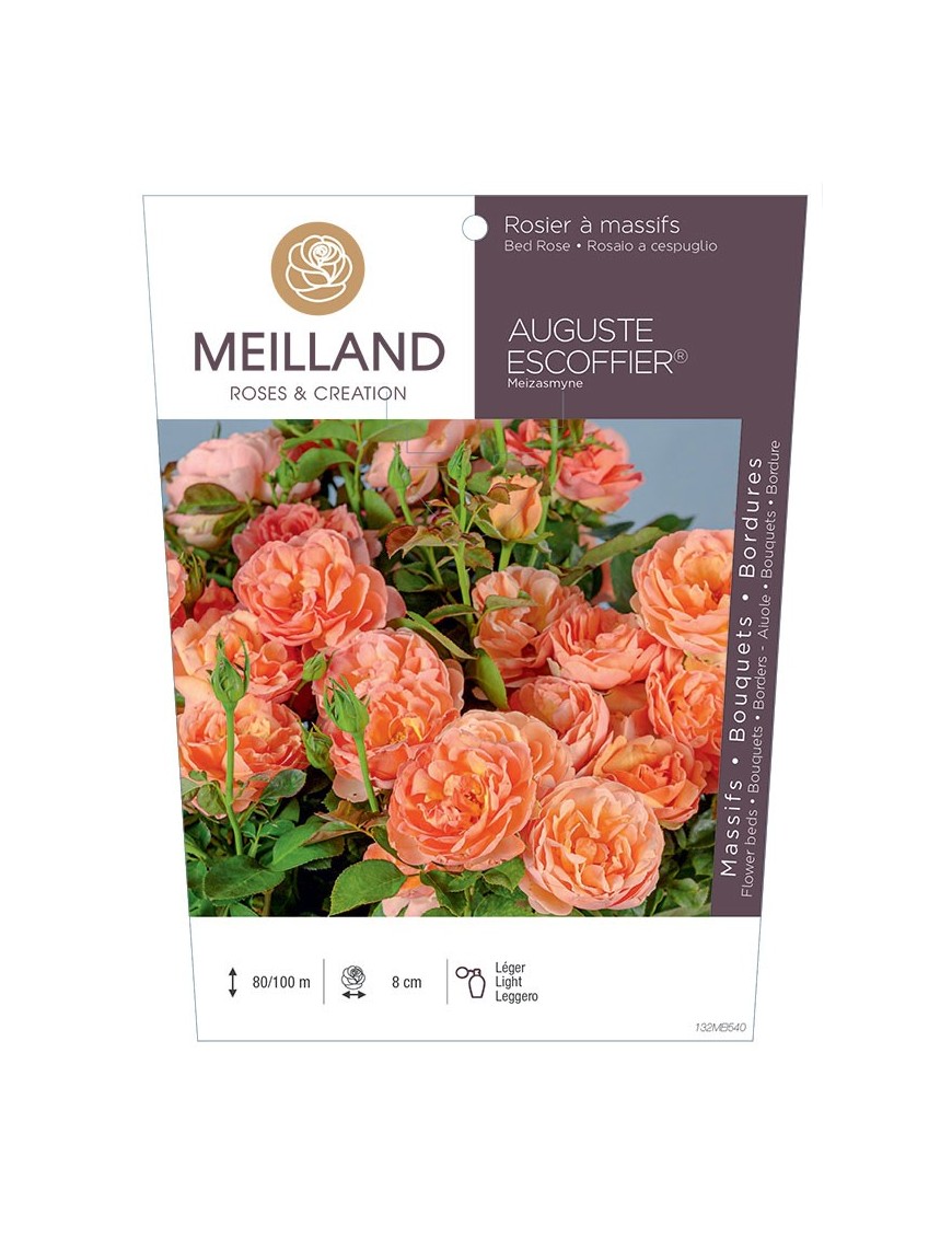 Rosier à massifs AUGUSTE ESCOFFIER ® Meizasmyne