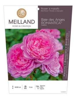 Rosier à massifs Baie des Anges ROMANTICA ® Radprov