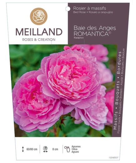 Rosier à massifs Baie des Anges ROMANTICA ® Radprov