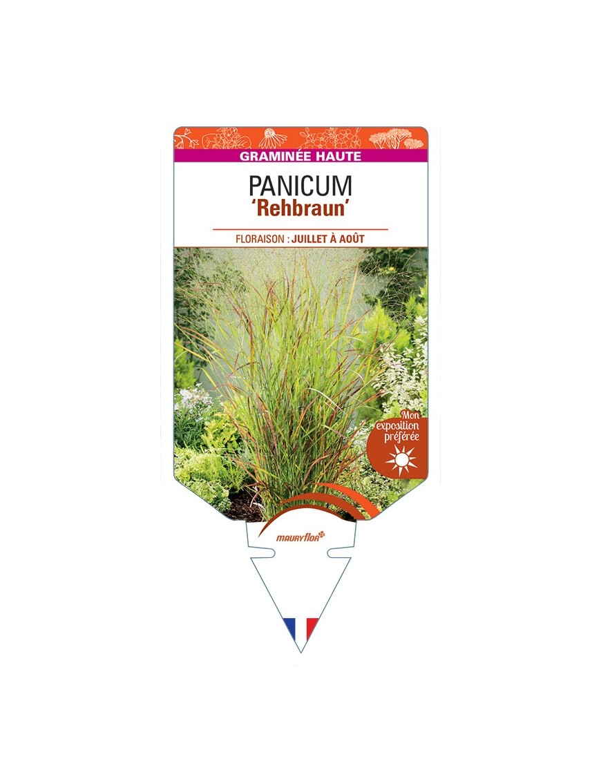 PANICUM (virgatum) Rehbraun