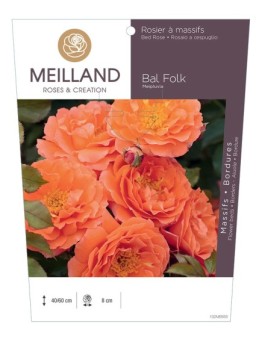 Rosier à massifs BAL FOLK Meipluvia