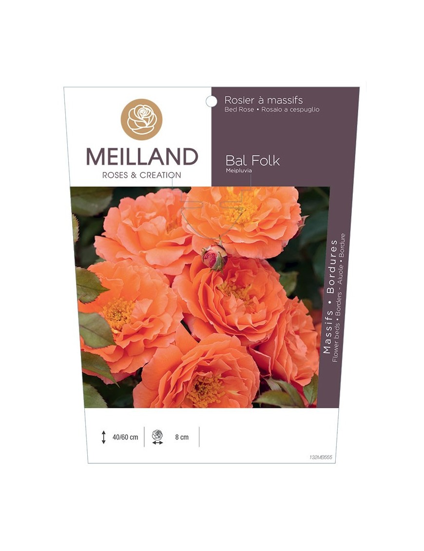 Rosier à massifs BAL FOLK Meipluvia