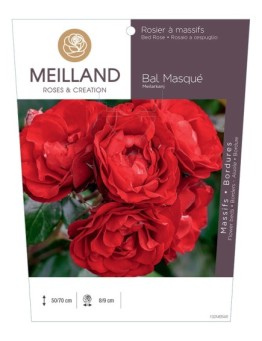 Rosier à massifs BAL MASQUE ® Meilarkang