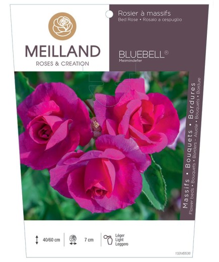Rosier à massifs BLUEBELL ® Meimindefer