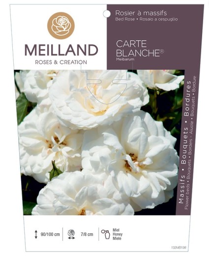 Rosier à massifs CARTE BLANCHE ® Meibarum