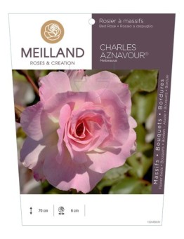 Rosier à massifs CHARLES AZNAVOUR ® Meibeausai
