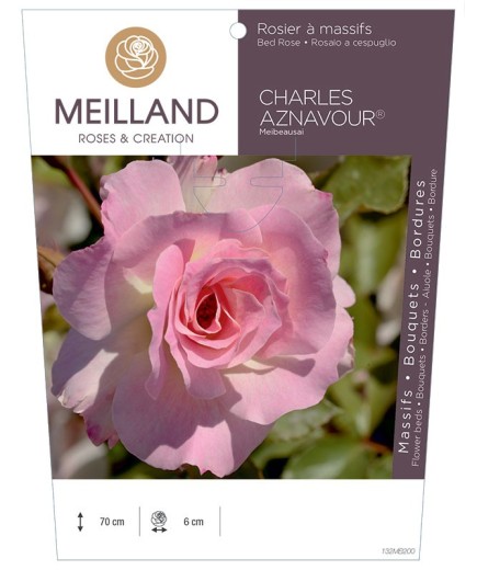 Rosier à massifs CHARLES AZNAVOUR ® Meibeausai