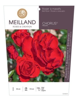 Rosier à massifs CHORUS ® Meijulita