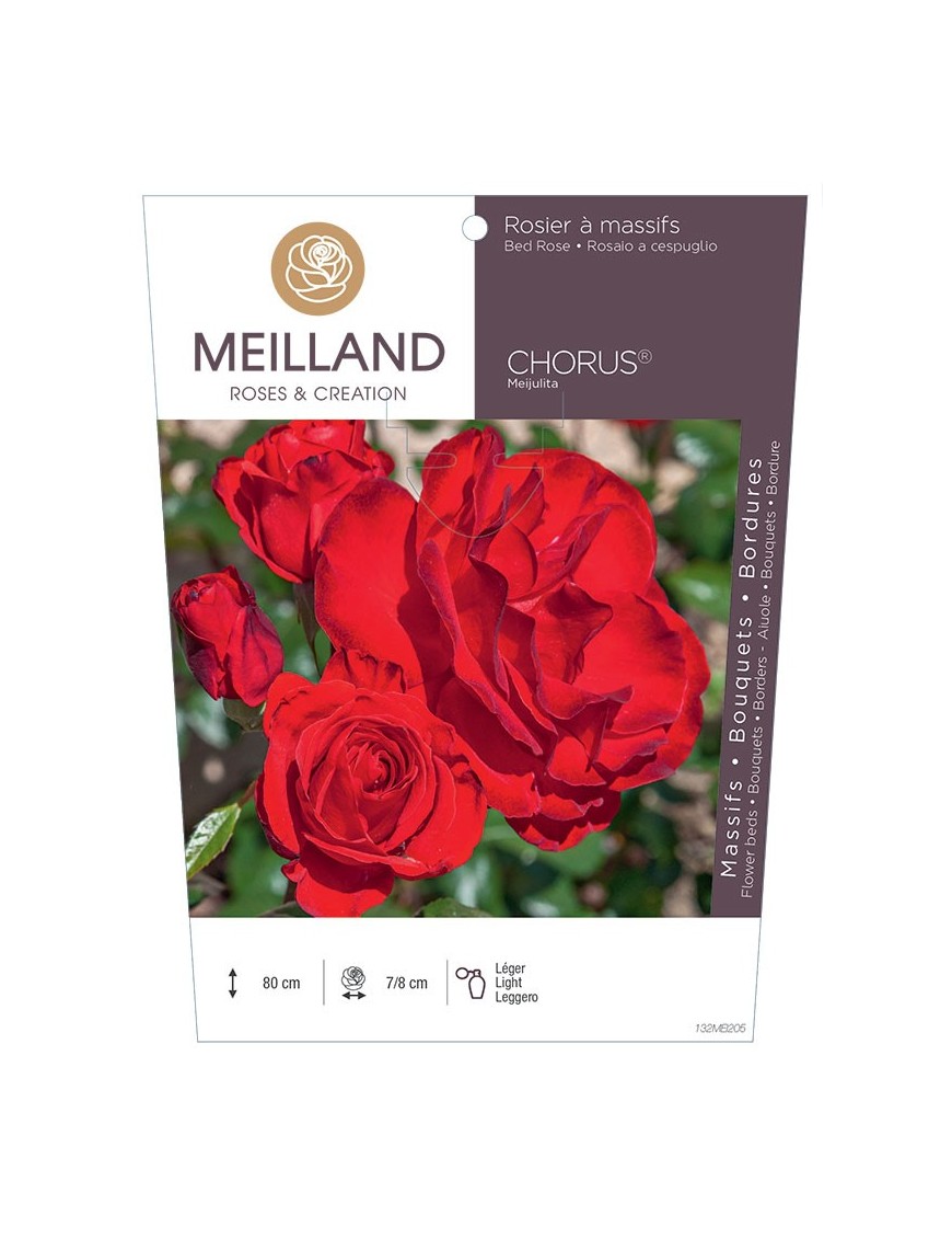 Rosier à massifs CHORUS ® Meijulita