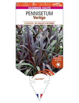 PENNISETUM (purpureum) Vertigo