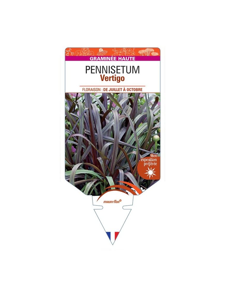 PENNISETUM (purpureum) Vertigo