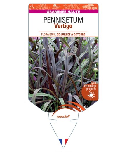 PENNISETUM (purpureum) Vertigo