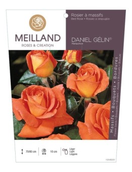 Rosier à massifs DANIEL GÉLIN ® Harquince