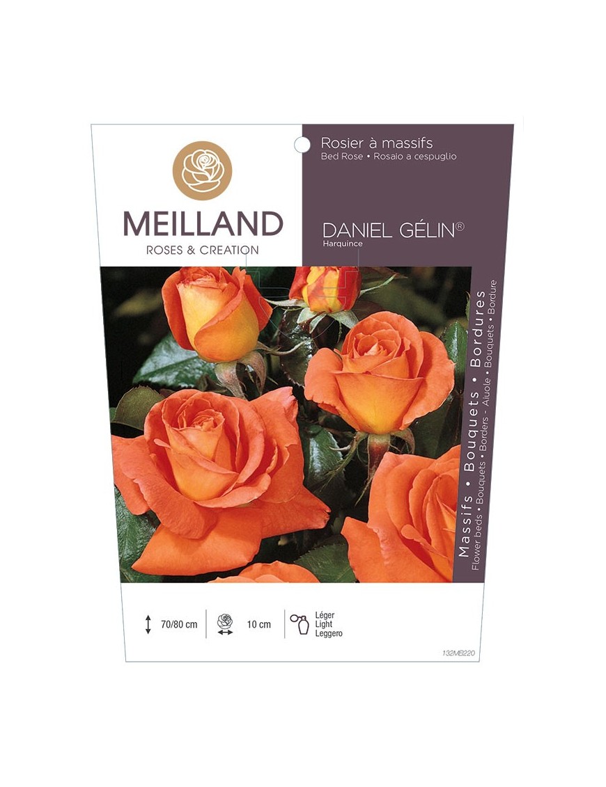 Rosier à massifs DANIEL GÉLIN ® Harquince