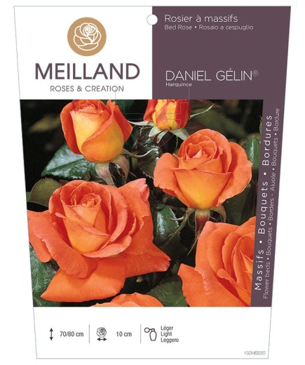 Rosier à massifs DANIEL GÉLIN ® Harquince