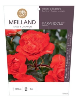 Rosier à massifs FARANDOLE ® Meialoro
